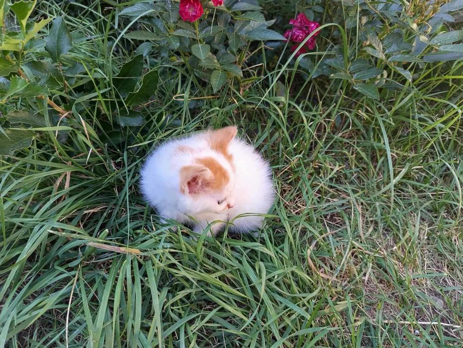 Сибірські котята.