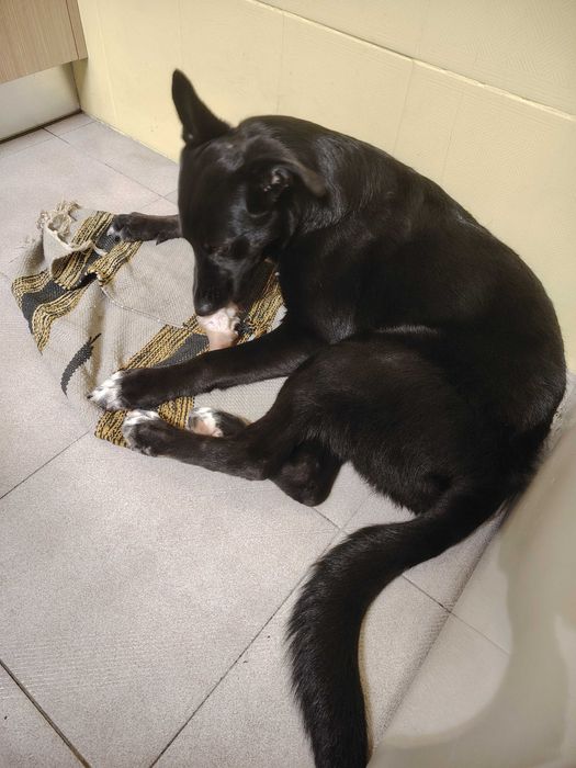 Cadela para adoção