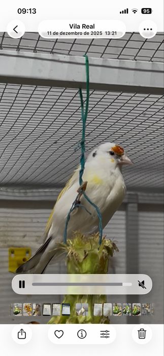 Pintassilgos Major