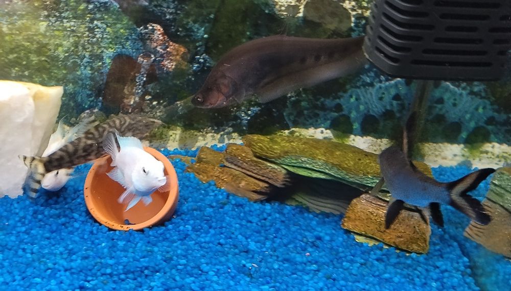 Vendo ou troco vários peixes