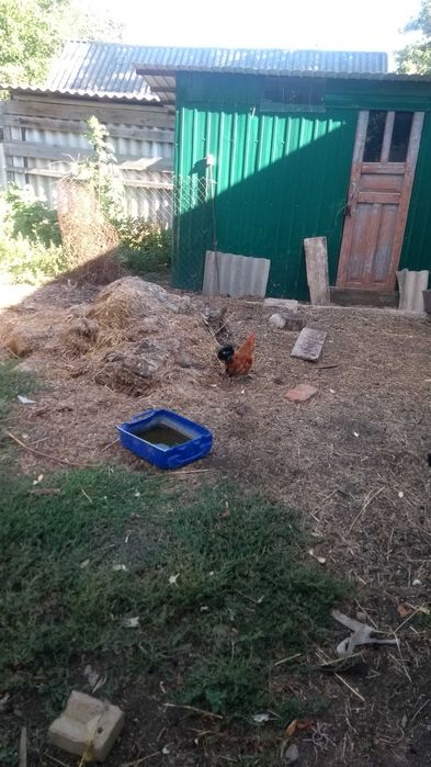 Куры петухи карликовые декоративные бентамки