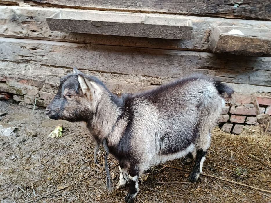 Продам молодую козочку