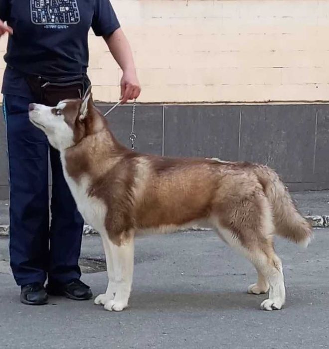 Хлопчик хаскі для в"язки
