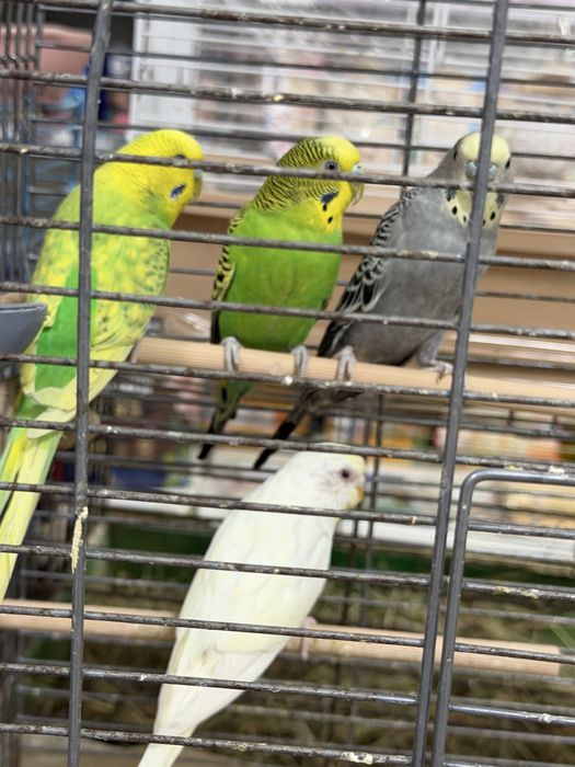 Ручні тваринки , дуже гарні та контактні