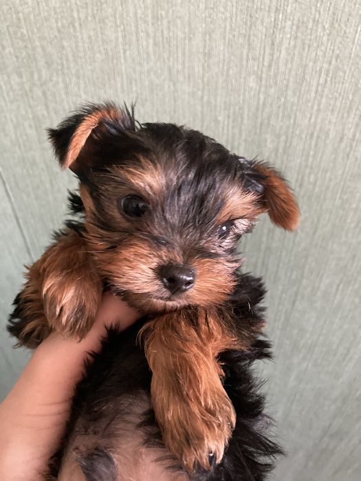 Цуценята Йокрширського терьєра