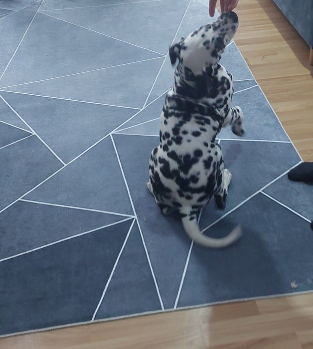 Dalmatyńczyk- rezerwacja