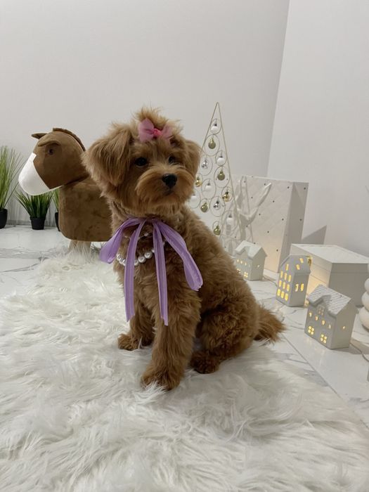 Помапу  любов без кордонів