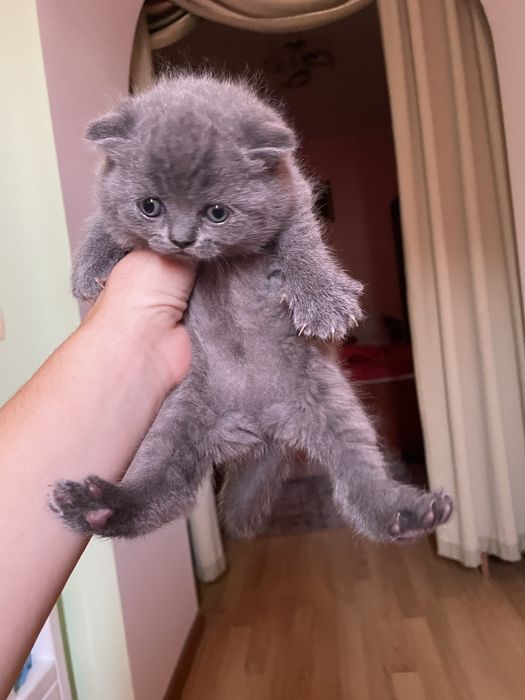 Шотландські кошенята