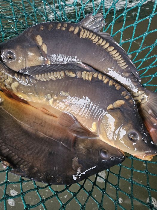 Karp szczupak amur tołpyga 3+1