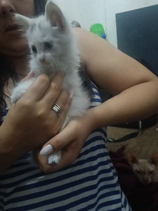 dois gatos olho de cada cor