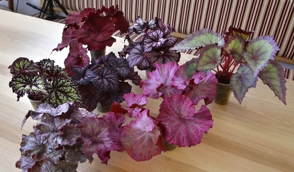 Листики и кустики! Сортовые Королевские Бегонии