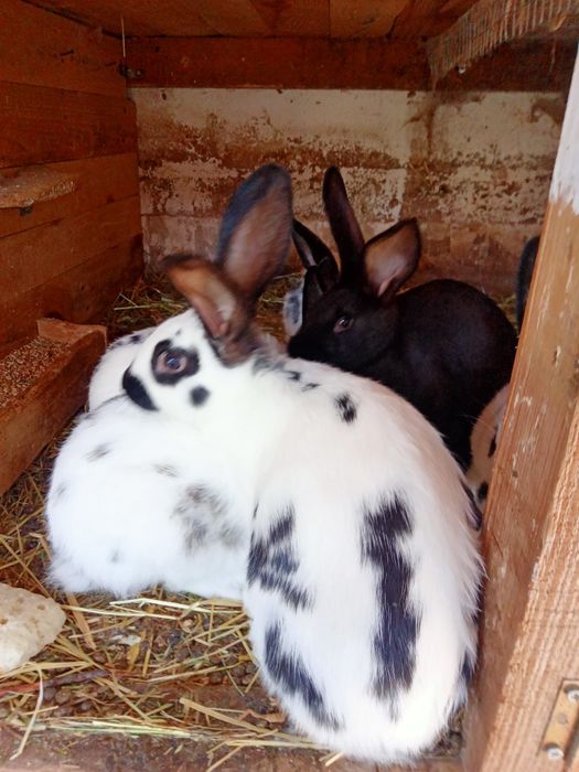 Króliki samiec samica