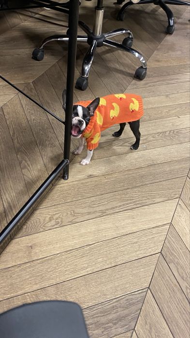 светр вʼязаний з каченятами для собак