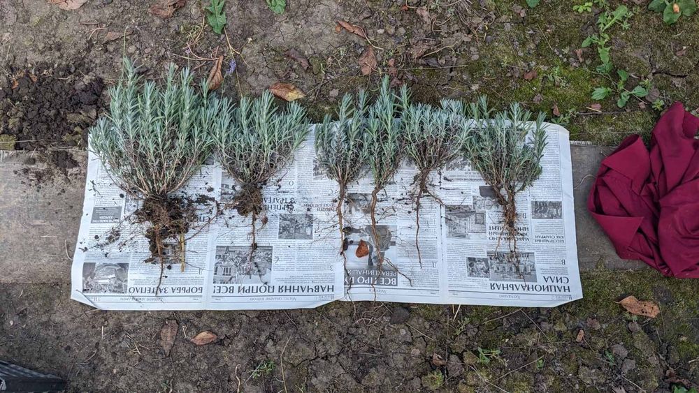 Саженцы лаванды.