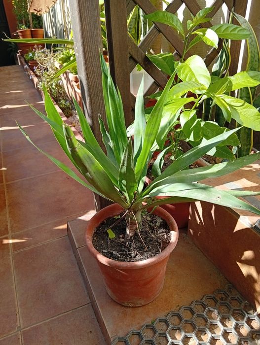 Vaso planta Yuca