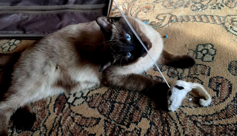 Кот и кошка даром