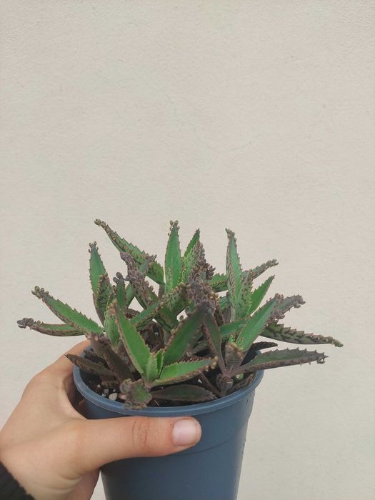 Suculenta Kalanchoe Mãe de Mil