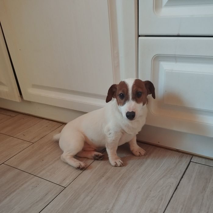 Jack Russell terrier pies Bodo
