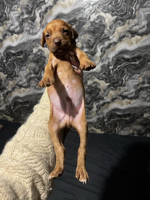 Питбуль красноносый чыстокровный