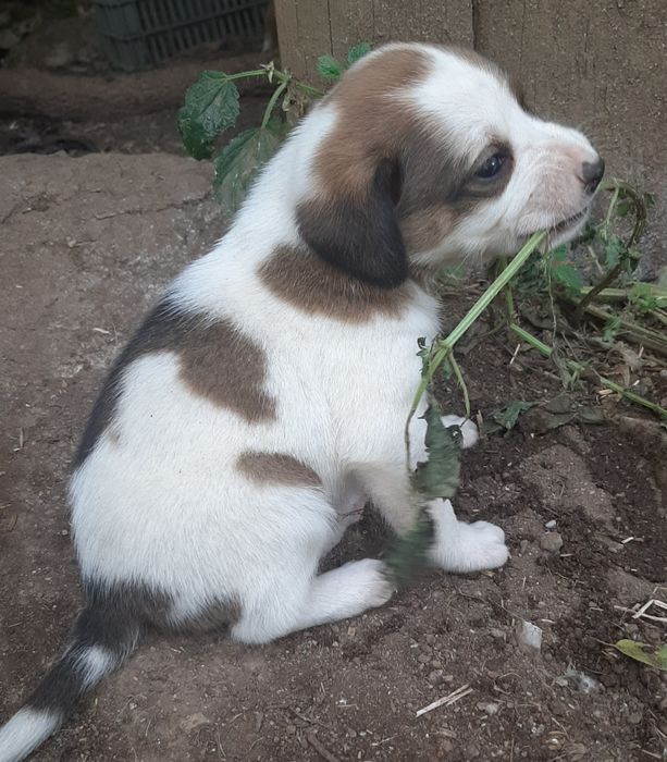 Procura-se dono para cachorros