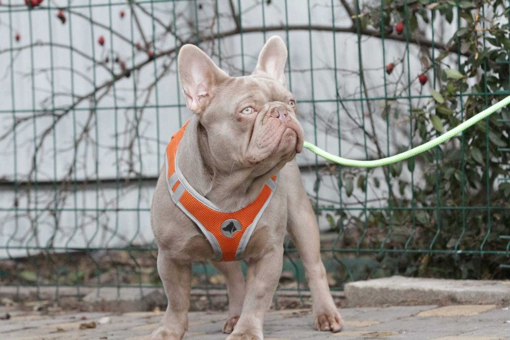 Bulldog frances isabella new shade solido  para montas