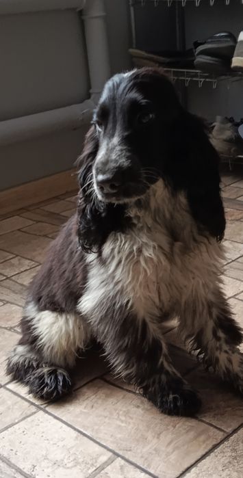 Piesek rasy Cocker Spaniel