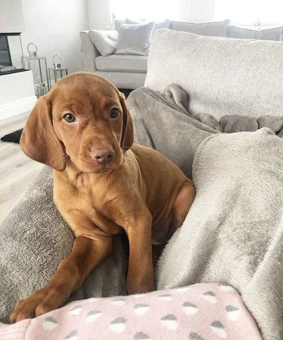 Цуцики угорська вижгла вижла, руді песики хлопчик та дівчинка та ЗАПИС