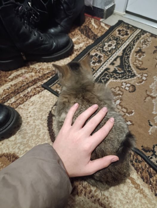 Отдам котенка бесплатно