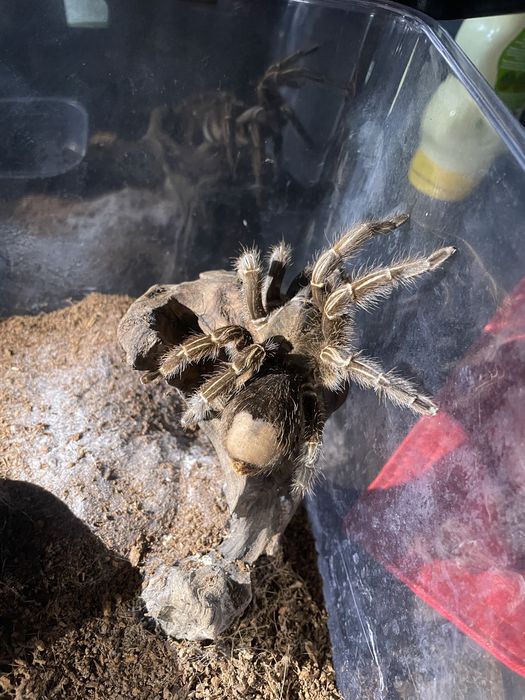 Aphonopelma seemanni adult samica