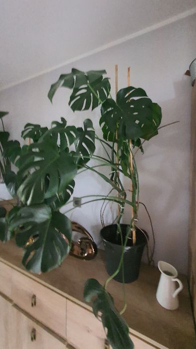 Monstera piękna duża