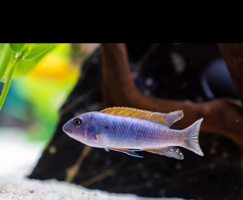 Ciclideos africanos  Labeotropheus