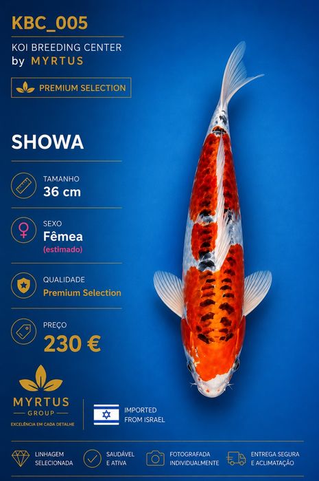 Carpas koi Israel disponíveis qualidade Premium