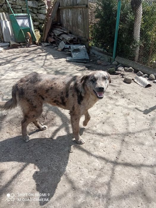 Віддаю у добрі руки велику собаку 8 місяців хлопчик