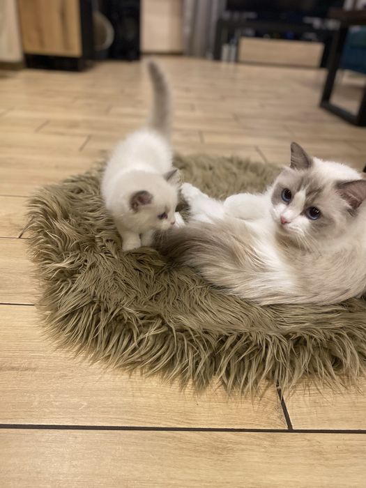 Ragdoll piekny do odbioru w sierpniu