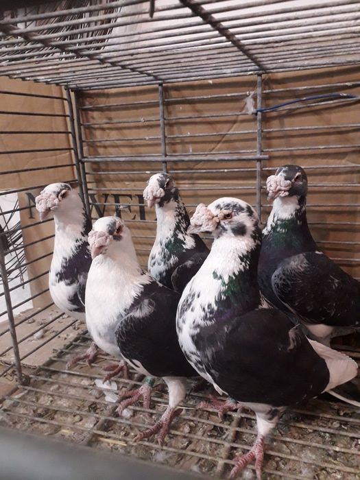 Gołębie Staropolskie