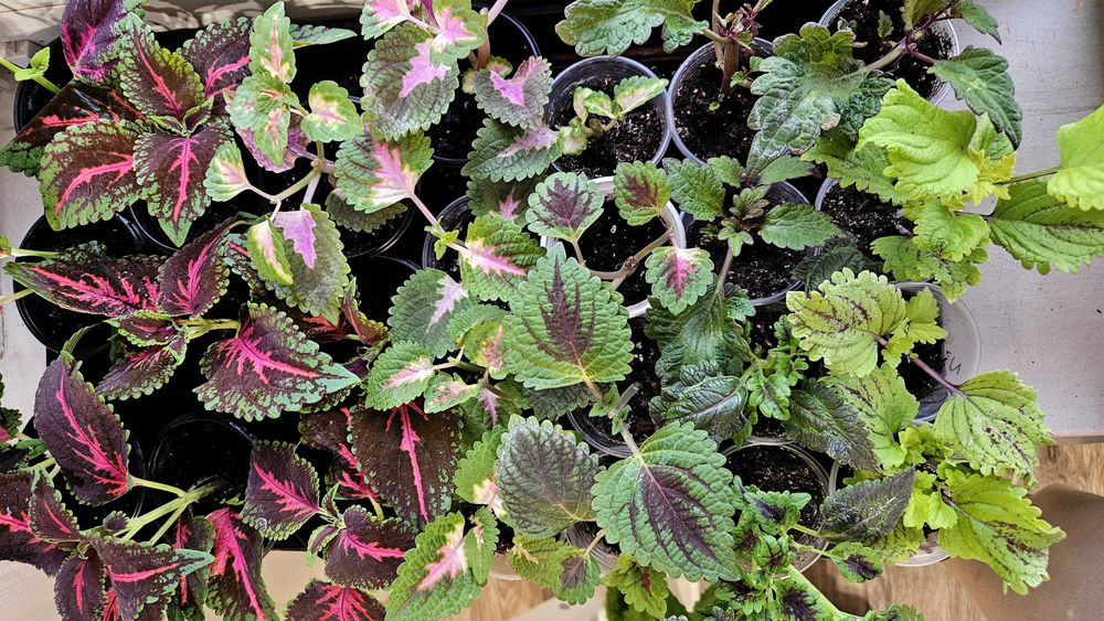 Абутілон, колеус, пахістахіс.