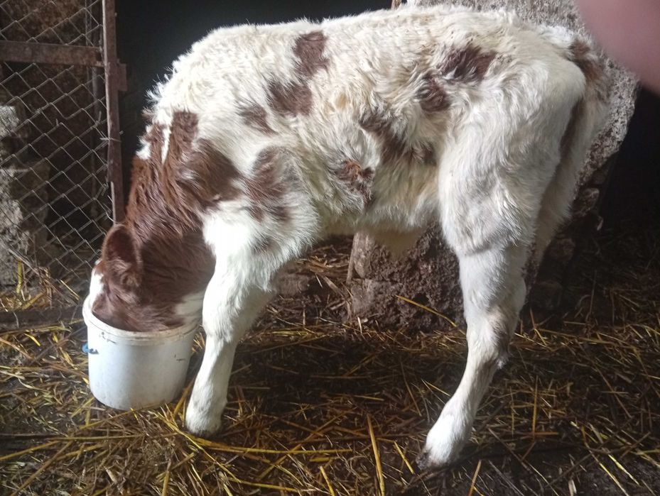 Продаєтьс  бисок рижобілий