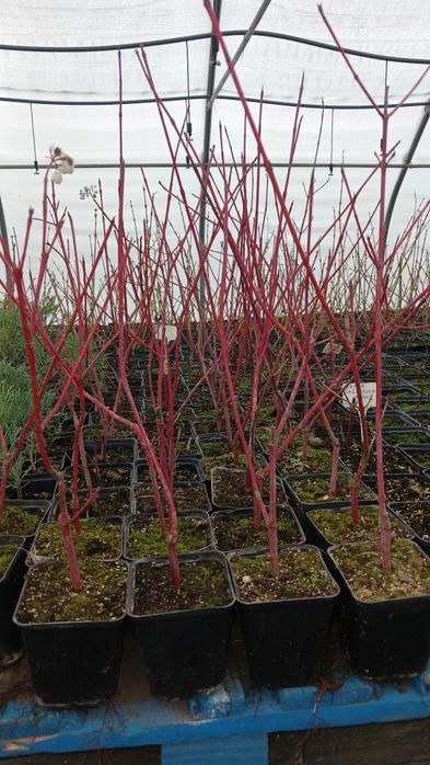 Дерен, флокс, спірея, бересклет, будлея, вейгела, плющ гурт листяні