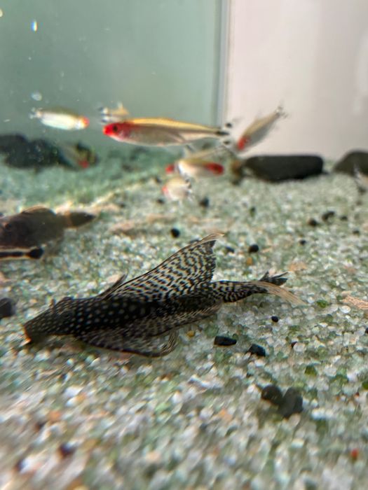 Peixe ancistrus juvenis