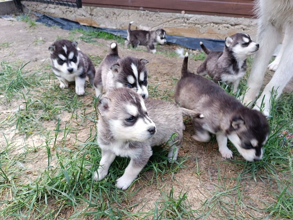 Rezerwacja piesków Husky Syberian szczeniak