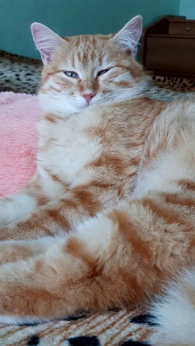 Кошечка Ханни ищет дом и семью