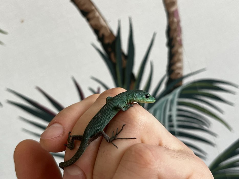 Jaszczurka gastropholis prasina młode samiczki