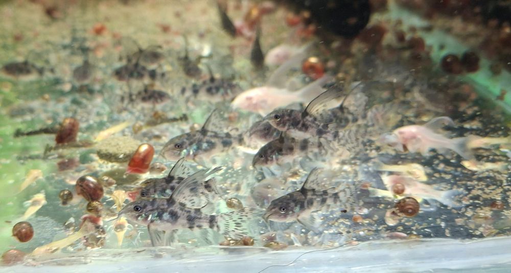 Kirys pstry młody własna hodowla