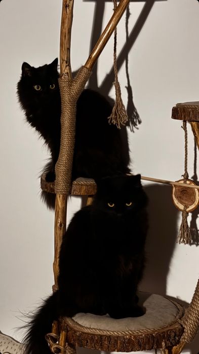 Дряпалка, кігтеточка для котів з натурального дерева, ручна робота