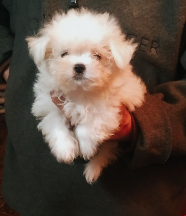 Мальчик и девочка мальтезы