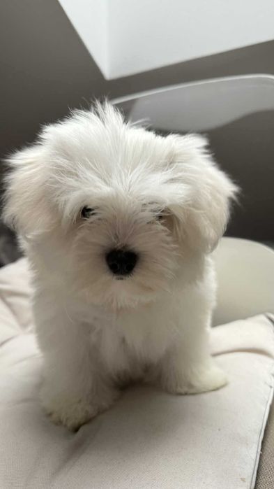 Mini Piesek Maltańczyk z Rodowodem Chipem