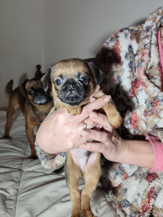 Продаются щенки брабансон  три суки и один кабель