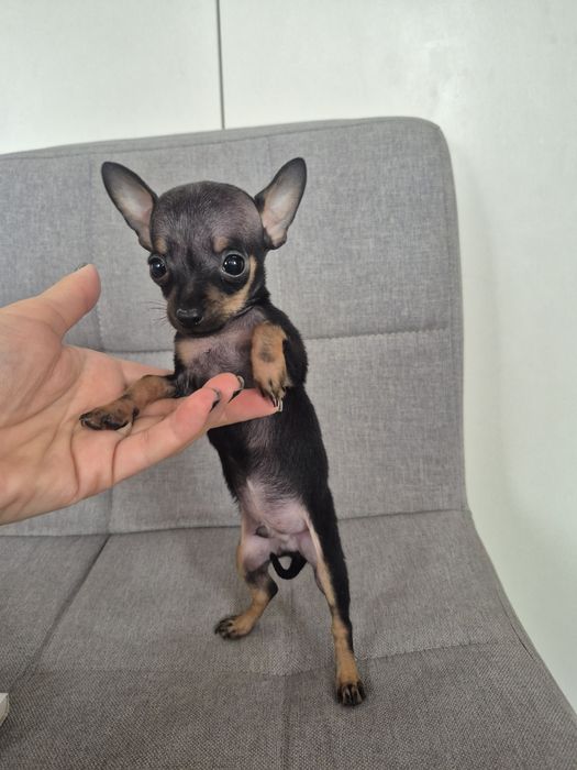 Щенок мини той терьер мальчик 2 месяца