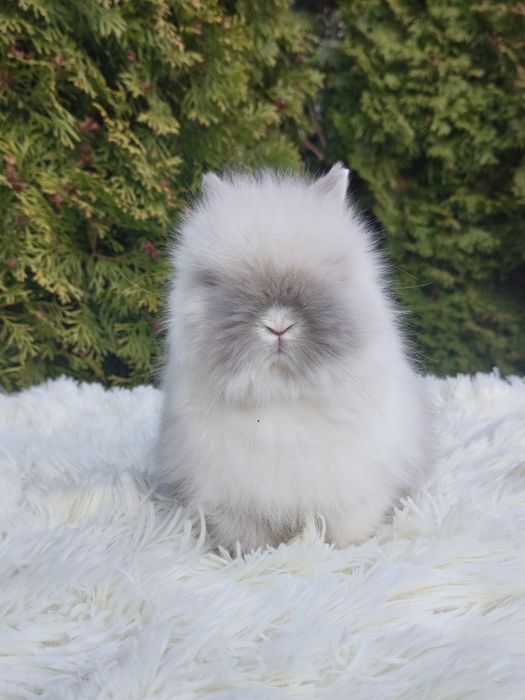 Piękne karzełki Teddy. Maluszki do rezerwacji.