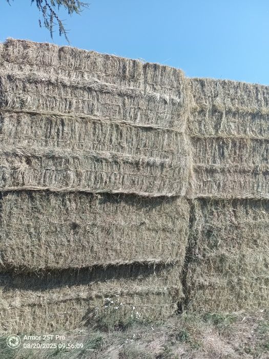 Siano  w dużej kostce